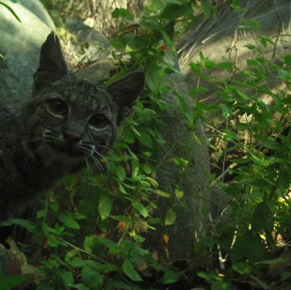 bobcat stare
